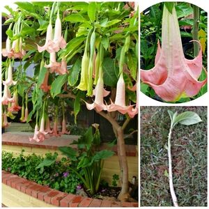 3 Brugmansia Datura Angel Trumpet Cuttings